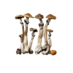 Lucid Drip Magic Mushrooms