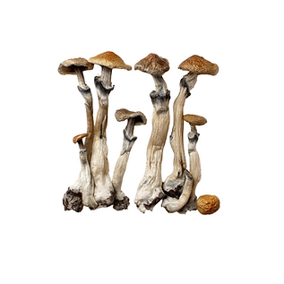 medicalhigh.ca|Lucid Drip Magic Mushrooms7b4e70_16c17700bcfd46839c8e6beac47970ff~mv2 (2)