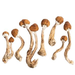 medicalhigh.ca | (4 x 7 Grams) – Mushroom Mix & Match7b4e70_514ea36bdf4e429084bf319af8cc5586~mv2