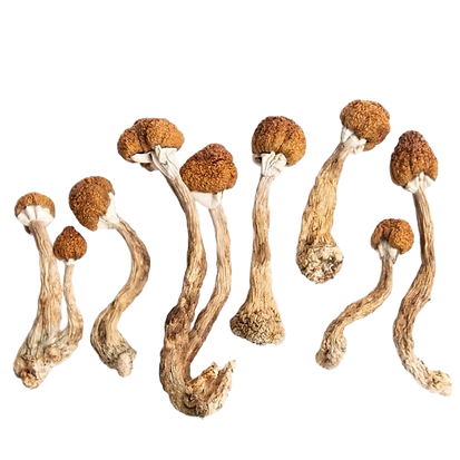 medicalhigh.ca|Soul Frequency Magic Mushrooms7b4e70_514ea36bdf4e429084bf319af8cc5586~mv2