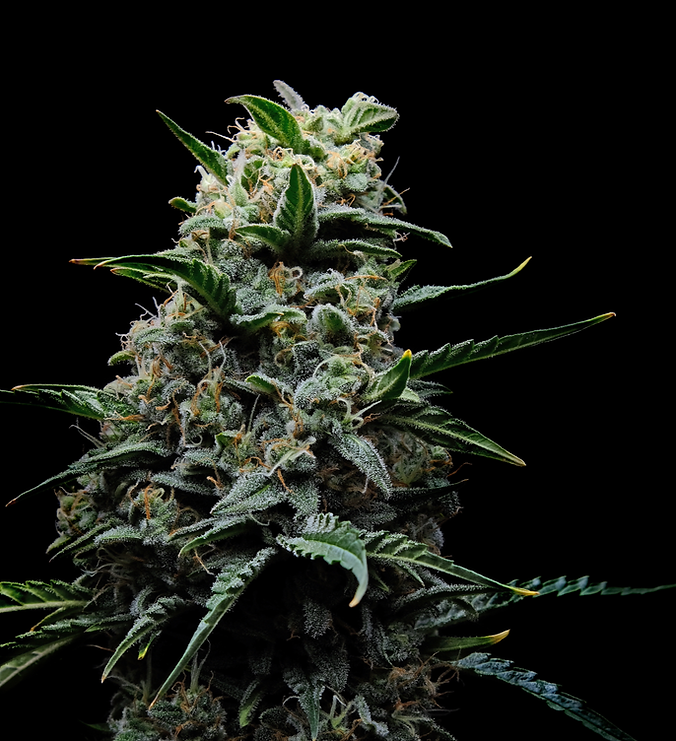 medicalhigh.ca|Flowers7b4e70_5d69102071ec49659c2a0277e0d62332~mv2