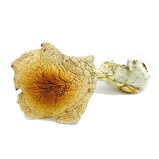 Microdosing mushrooms Calgary