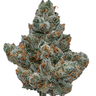 medicalhigh.ca | HYBRID7b4e70_ba5b6dd05119454abbc181c38f12b8c0~mv2