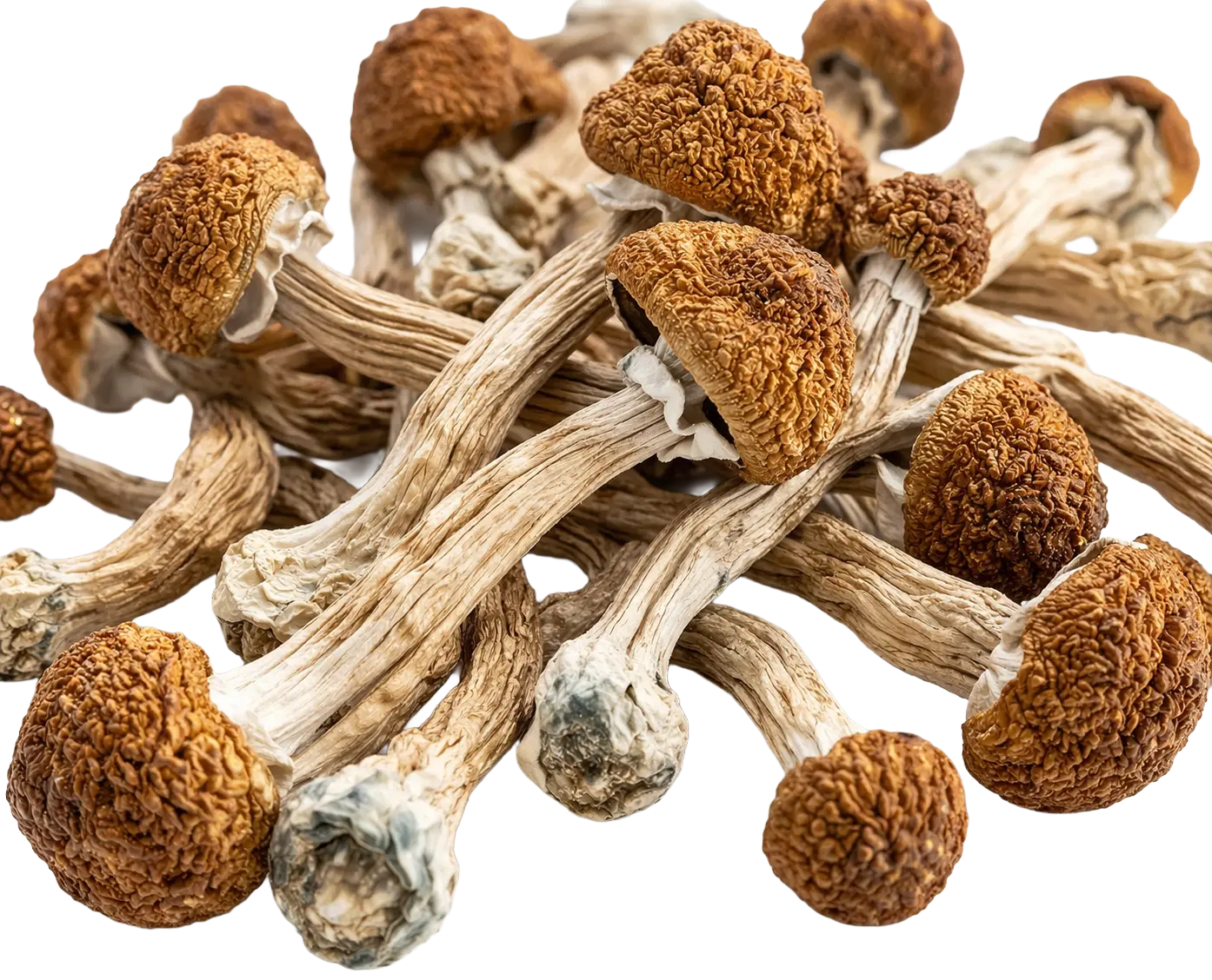 medicalhigh.ca | Mind Bender SupremeMind Bender Supreme Mind Bender Supreme