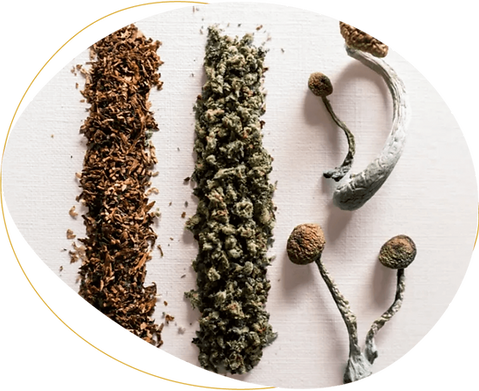 medicalhigh.ca|Home-The-Impact-of-Mixing-Cannabis-and-Mushrooms