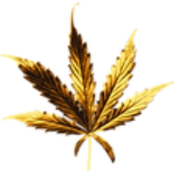 medicalhigh.ca|FlowersUntitled design