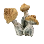 Daddy Long Legs Magic Mushrooms