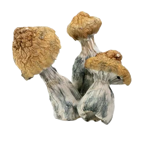 Daddy Long Legs Magic Mushrooms