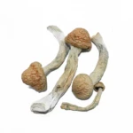 Amazonian Magic Mushrooms | Medusa Extracts