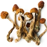 Vision Bloom Magic Mushrooms