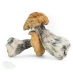 PeakMind Magic Mushrooms