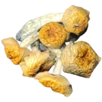 Penis Envy Magic Mushroom