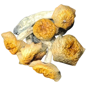 Microdosing mushrooms Calgary