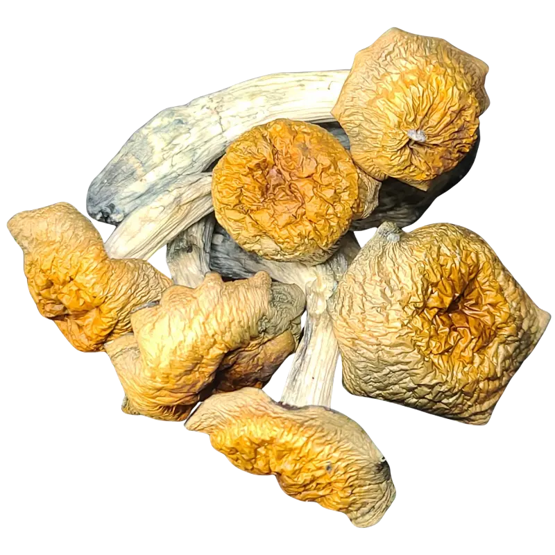Microdosing mushrooms Calgary