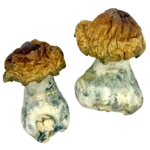 Golden Teacher Magic Mushroom