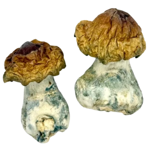 Penis Envy vs Golden Teacher magic mushroom comparison