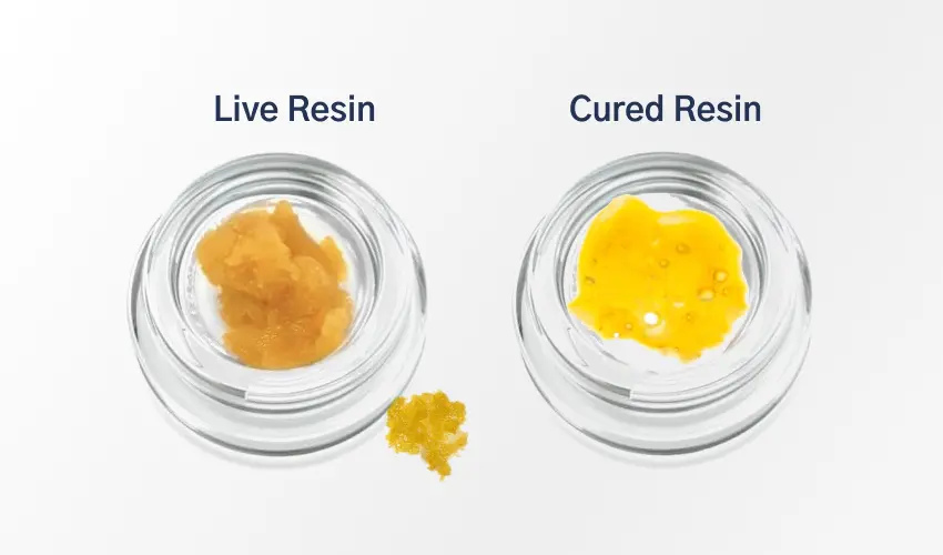 cured resin vs live resin cannabis concentrate comparison