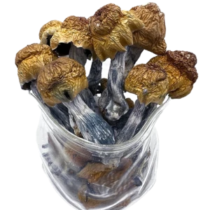 Machine Elf Magic Mushrooms