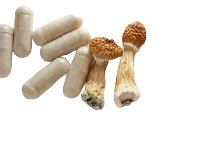 medicalhigh.ca | One Up – Microdose Capsules – (15 x 300mg) – MelmacMicrodose mushroom capsules with Melmac strain psilocybin Microdose mushroom capsules with Melmac strain psilocybin