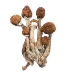 🎁 Free 3.5g Bonus (Spend $150+)