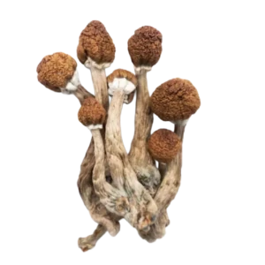 Free 7g Magic Mushroom Bonus (Spend $250+)