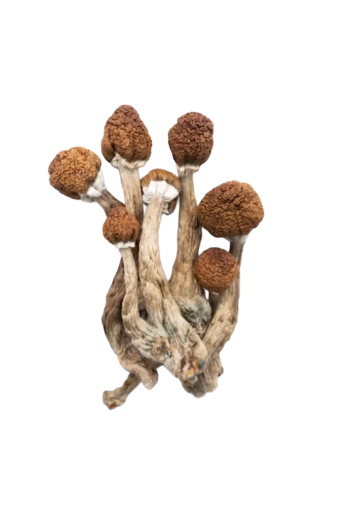 medicalhigh.ca | Why Medical High is Canada’s Top-Rated Zoomers DispensaryFree 7g Magic Mushroom Bonus (Spend $250+)Free 7g Magic Mushroom Bonus (Spend $250+) Free 7g Magic Mushroom Bonus (Spend $250+)