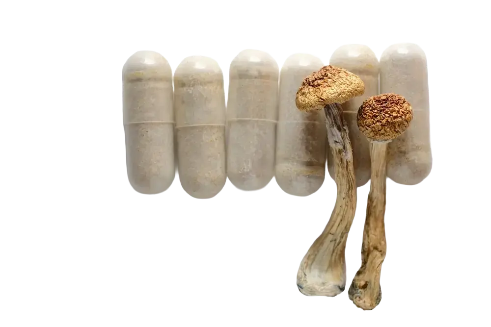 How mushroom capsules work