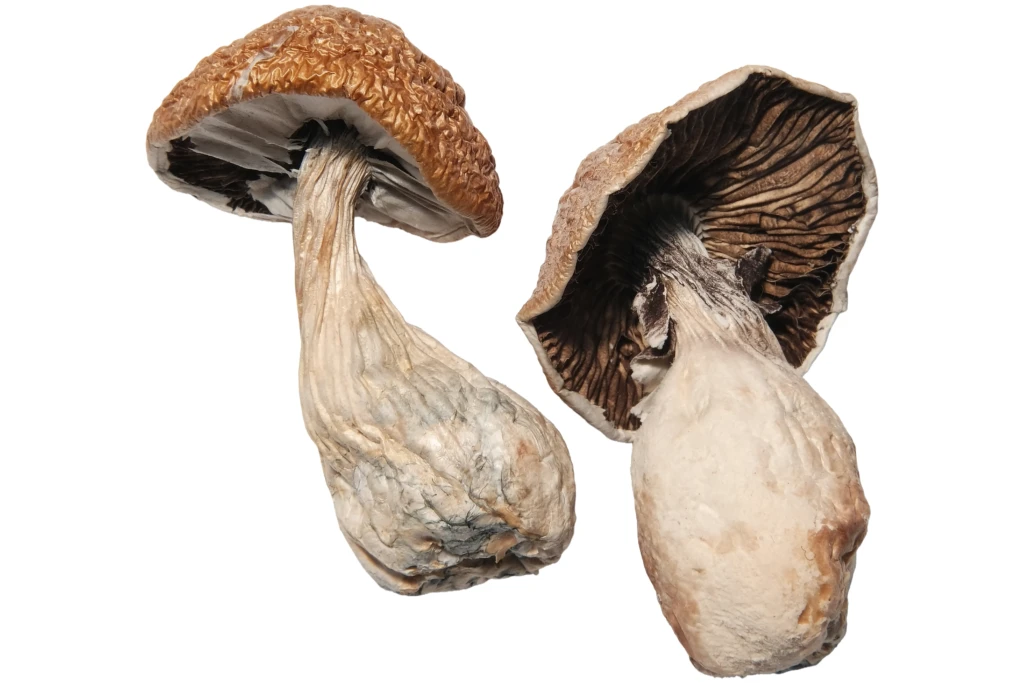 Vision Bloom magic mushrooms Canada – premium psilocybin product for creativity and clarity