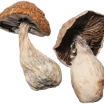 Black Hole Brain Magic Mushrooms