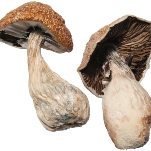 Vision Bloom magic mushrooms Canada – premium psilocybin product for creativity and clarity