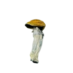 Cosmic Meltdown Magic Mushroom