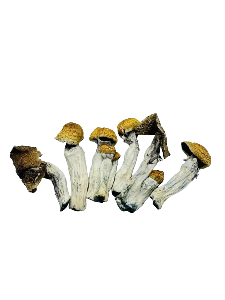medicalhigh.ca | Medical High Quality Assurance: Why Customers Buy Shrooms Online With ConfidenceMicrodosing mushrooms CalgaryMicrodosing mushrooms Calgary Microdosing mushrooms Calgary