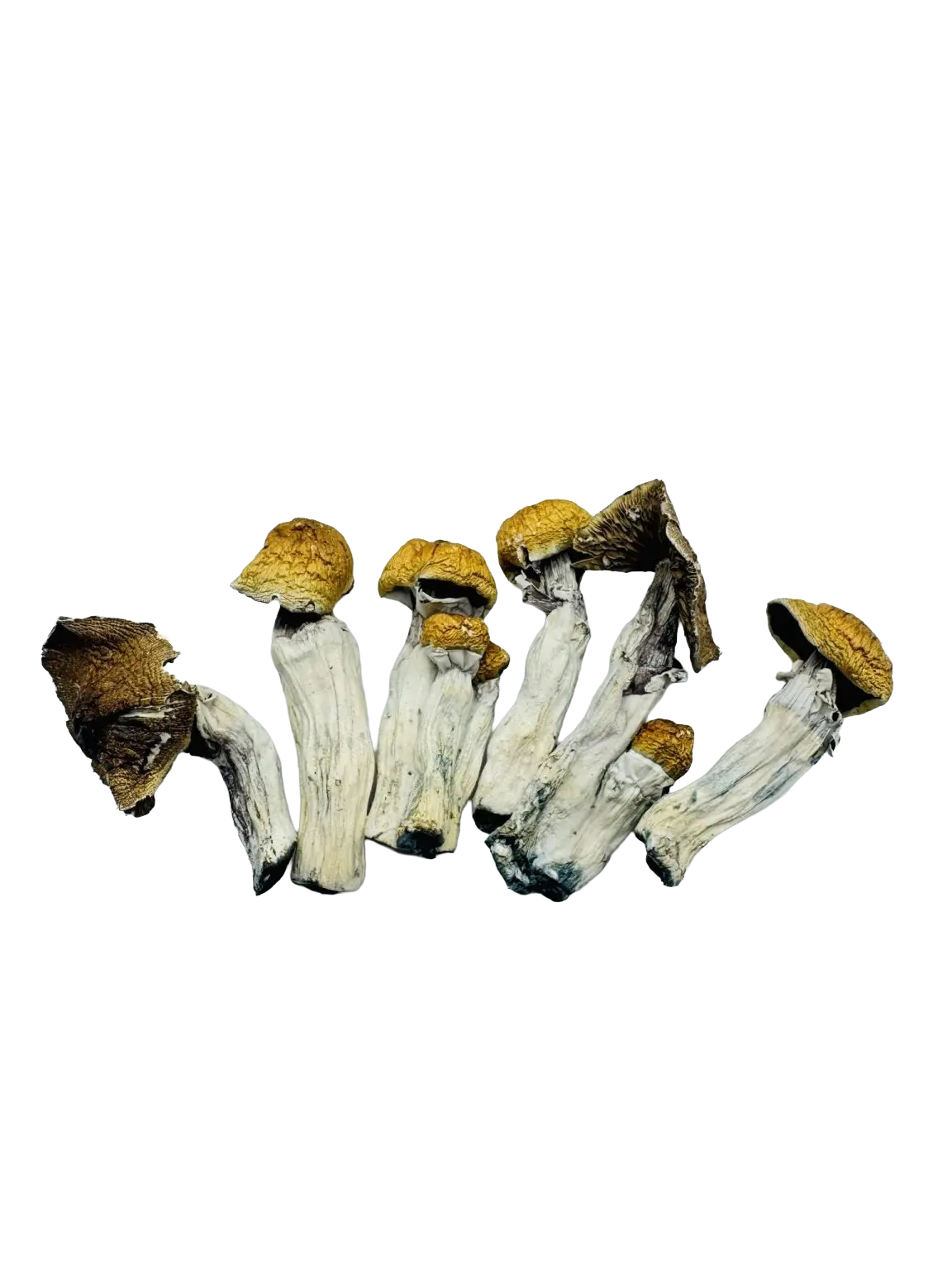 medicalhigh.ca | Cosmic Meltdown Magic MushroomMicrodosing mushrooms CalgaryMicrodosing mushrooms Calgary Microdosing mushrooms Calgary