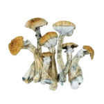 Third-Eye Detonator Magic Mushroom