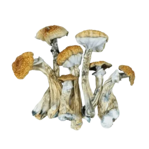 magic mushrooms Canada