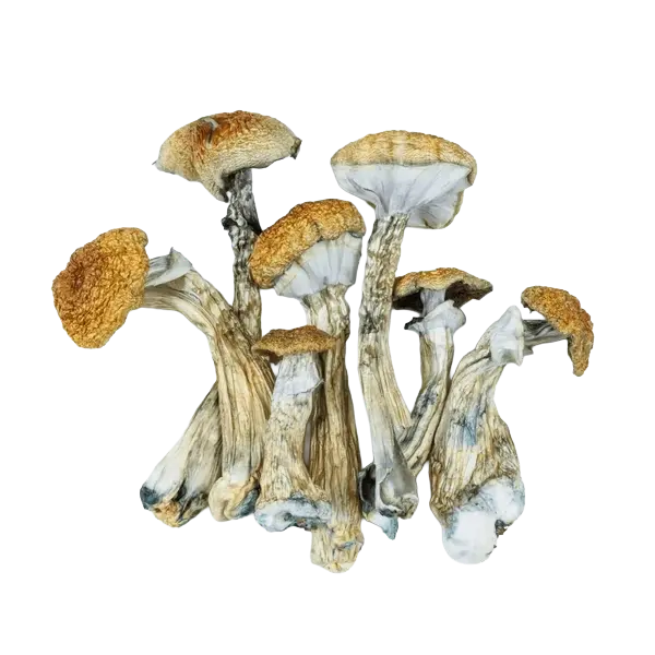 magic mushrooms Canada