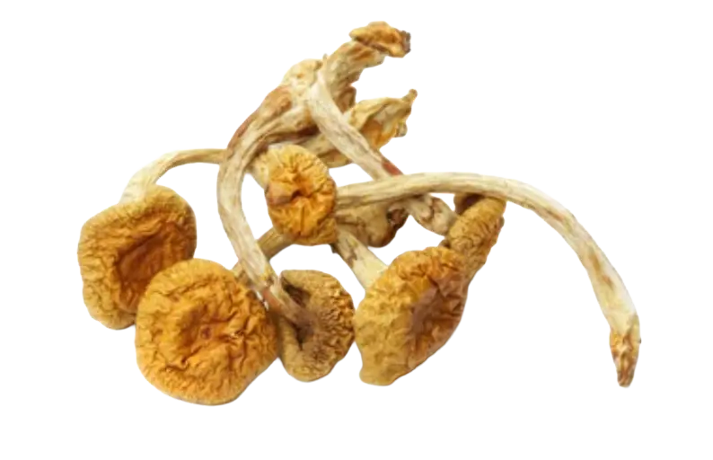 medicalhigh.ca | Psilocybin Microdosing Explained: Uses, Dosage & Safety Tips psilocybin microdosing Canadapsilocybin microdosing Canada psilocybin microdosing Canada