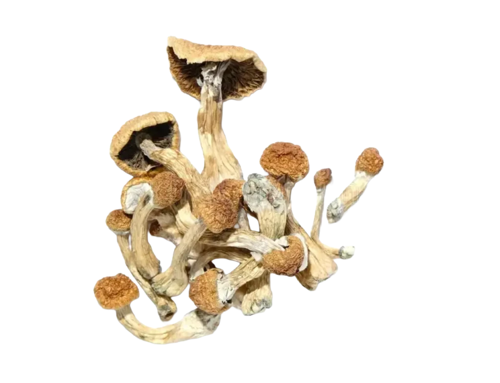 DreamBerry Trip – Premium Magic Mushroom