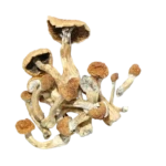 DreamBerry Trip Magic Mushroom