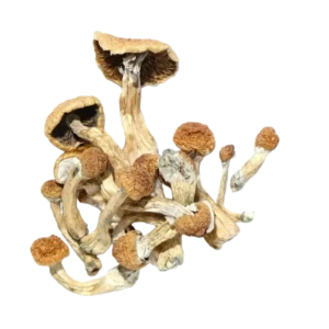 DreamBerry Trip – Premium Magic Mushroom