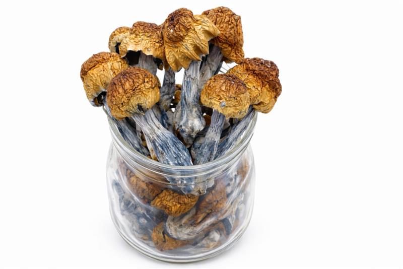 psilocybin mental wellness