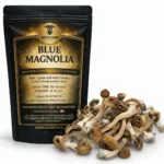 Blue Magnolia Magic Mushrooms