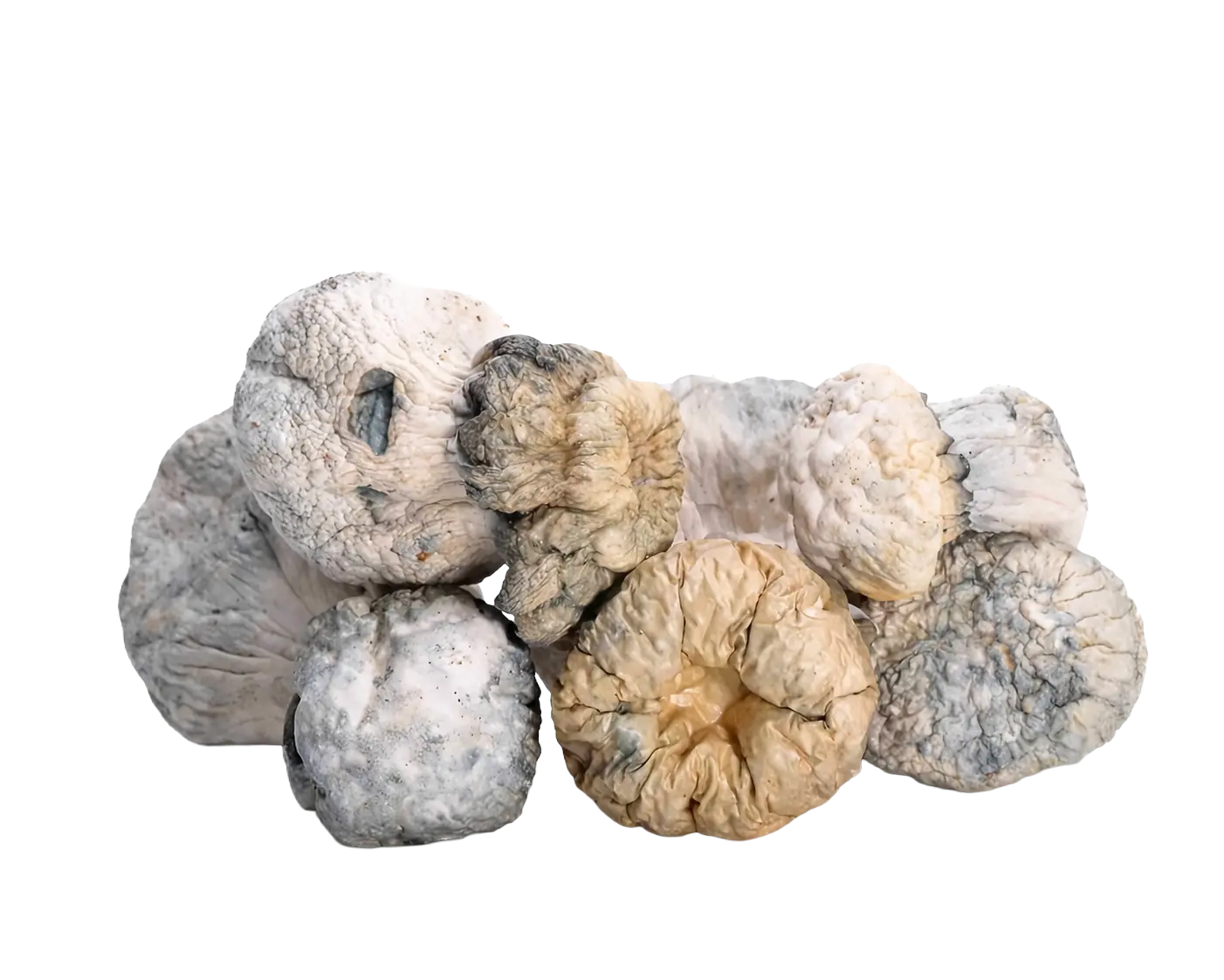 medicalhigh.ca | Blue Meanies Elite Magic MushroomBlue Meanies Magic Mushrooms Blue Meanies Magic Mushrooms